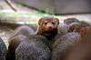 ueno_zoo_4889_mini.jpg