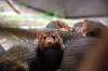 ueno_zoo_4890_mini.jpg