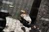 ueno_zoo_4891_mini.jpg