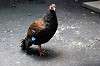 ueno_zoo_4894_mini.jpg