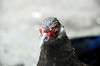 ueno_zoo_4895_mini.jpg