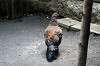 ueno_zoo_4897_mini.jpg