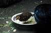 ueno_zoo_4900_mini.jpg