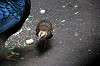 ueno_zoo_4901_mini.jpg