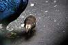 ueno_zoo_4902_mini.jpg