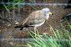 ueno_zoo_4904_mini.jpg