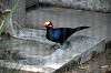 ueno_zoo_4905_mini.jpg