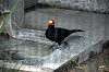ueno_zoo_4906_mini.jpg