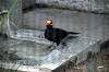 ueno_zoo_4907_mini.jpg
