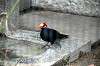 ueno_zoo_4908_mini.jpg