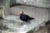 ueno_zoo_4909_mini.jpg
