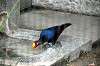 ueno_zoo_4910_mini.jpg