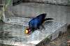 ueno_zoo_4911_mini.jpg