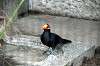 ueno_zoo_4913_mini.jpg
