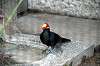 ueno_zoo_4914_mini.jpg