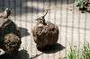 ueno_zoo_4917_mini.jpg