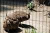 ueno_zoo_4919_mini.jpg
