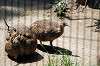 ueno_zoo_4920_mini.jpg