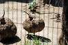 ueno_zoo_4921_mini.jpg