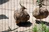 ueno_zoo_4922_mini.jpg