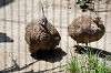 ueno_zoo_4923_mini.jpg