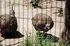 ueno_zoo_4924_mini.jpg