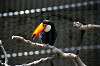 ueno_zoo_4930_mini.jpg