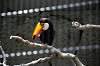 ueno_zoo_4931_mini.jpg