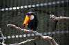 ueno_zoo_4932_mini.jpg
