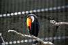 ueno_zoo_4933_mini.jpg