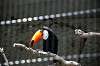 ueno_zoo_4935_mini.jpg