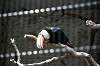 ueno_zoo_4936_mini.jpg