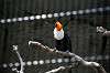 ueno_zoo_4937_mini.jpg