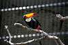 ueno_zoo_4940_mini.jpg