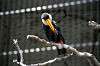 ueno_zoo_4941_mini.jpg