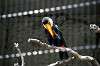 ueno_zoo_4942_mini.jpg