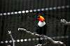 ueno_zoo_4945_mini.jpg