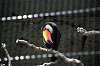 ueno_zoo_4949_mini.jpg