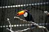 ueno_zoo_4951_mini.jpg