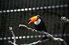 ueno_zoo_4952_mini.jpg