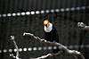 ueno_zoo_4953_mini.jpg