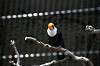 ueno_zoo_4954_mini.jpg