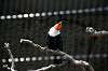 ueno_zoo_4955_mini.jpg