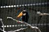 ueno_zoo_4958_mini.jpg
