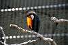 ueno_zoo_4959_mini.jpg