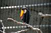 ueno_zoo_4960_mini.jpg