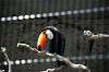 ueno_zoo_4961_mini.jpg