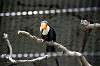 ueno_zoo_4962_mini.jpg