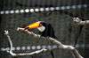 ueno_zoo_4965_mini.jpg