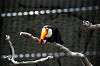ueno_zoo_4967_mini.jpg